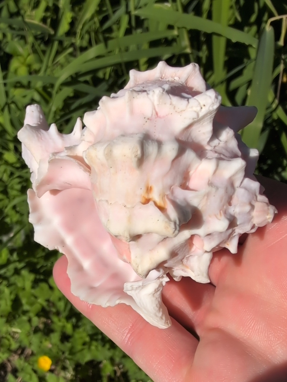 Ocean Spiral Conch Shell